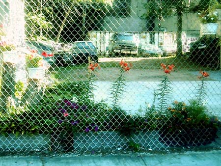 Lilies of the auto body shop on Delancey under the Williamsburg Bridge on the Lower East Side.