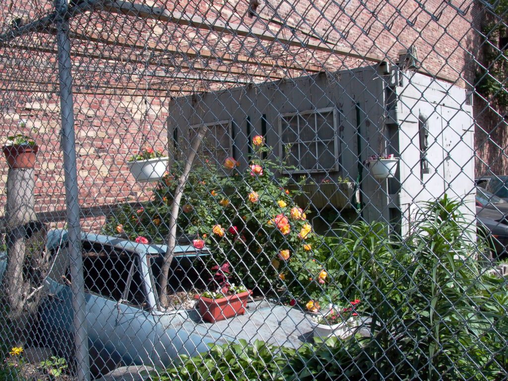 Roses grow by a buried Firebird