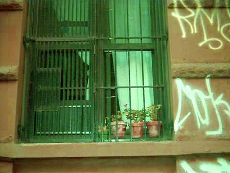 Geraniums look guilty in the East Village
