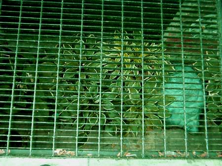Hostas in the hole on Spring St.