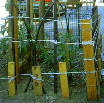 Stringing up Tomatoes on Grand Street, Lower East Side.