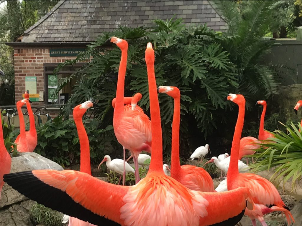 Pink Flamingoes in the New Orleans Audobon Zoo.