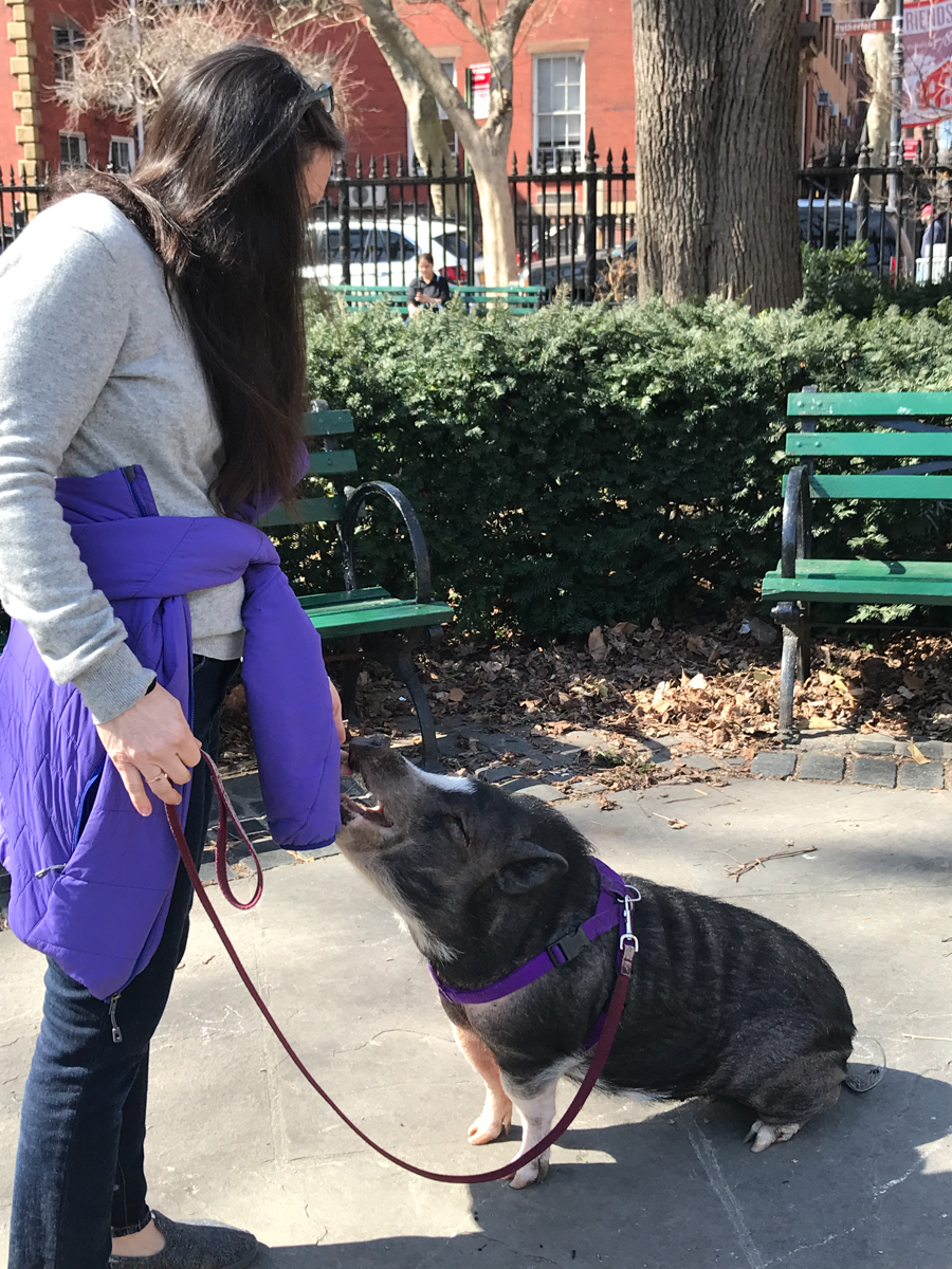A woman walks her pig in Stuyvesant Park in Manhattan past intrigued people on a park bench.