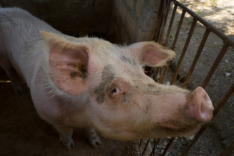 A friendly pig in Mexico.